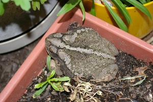 Toad in planter