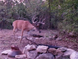 Video: Big buck