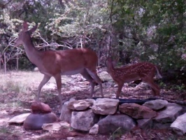 Video: Doe and fawn