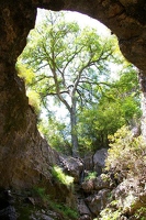 Tree from below rock bridge
