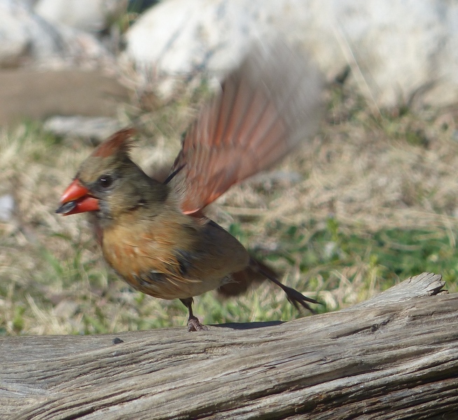 Flappy Cardinal