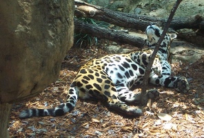 Jaguar belly
