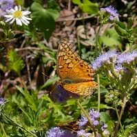 Variegated fritillary butterfly
