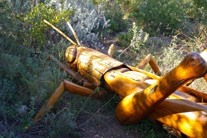 Big Bug grasshopper