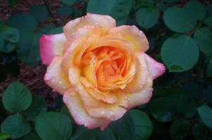 Peace rose in full bloom