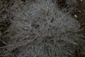 Icy bunch grass