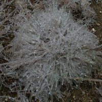 Icy bunch grass