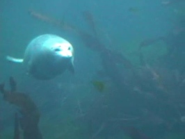 Video: Seals under water
