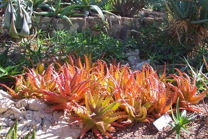 Red plants