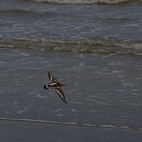 Flying beach bird
