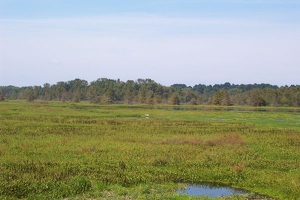 View of wetlands from boardwalk