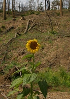 Sunflower at bottom of hill