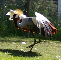 Dancing crane