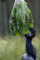 Emu having a snack