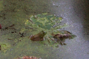 Frog in frog pond