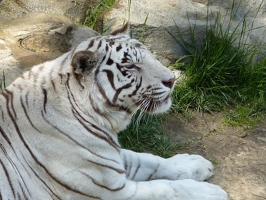 Contented tiger