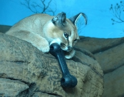 Caracal playing with bone