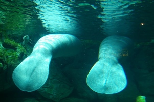 Two manatees lunching on lettuce