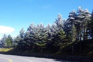 Frosty trees on Mount Mitchell