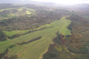 The last sugar cane field