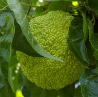 Interesting textured fruit