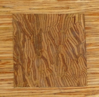 Detail of wood grain