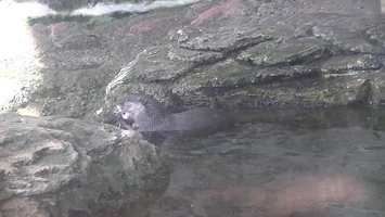 Video: Otter eating mouse