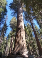 Giant trees