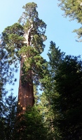 A giant tree