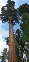 Grant Tree