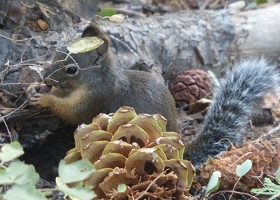 Chickaree squirrel with sugar pine cone