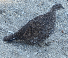 A grouse on Glacier Point