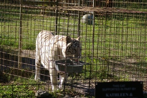 White tigress Zabu
