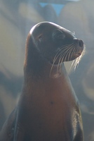 Sea lion face