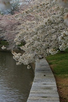 Cherry blossoms along Tidal Basin