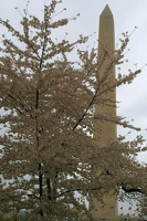 Washington Monument seen through cherry tree