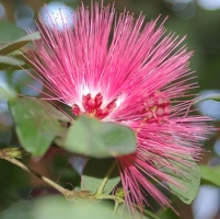 Pink puffy flower