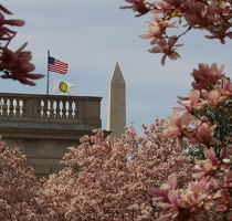 Magnolias and Washington Monument