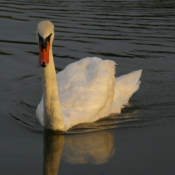 Swan on Lady Bird Lake