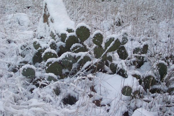 Pear cactus in snow