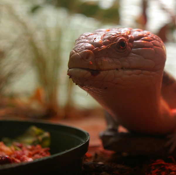 Lizard having dinner