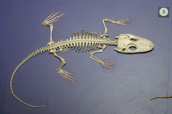 Small alligator skeleton