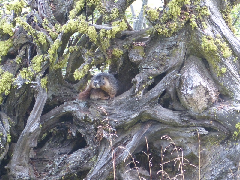 Marmot in uprooted tree roots
