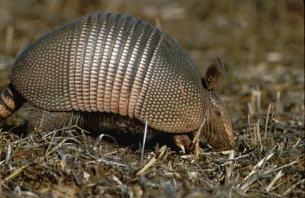 Picture of an armadillo