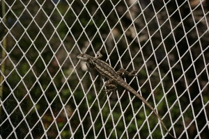 Lizard on garden net