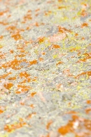 Bright lichen
