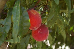 Lovely peaches on the tree
