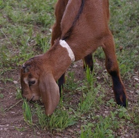 Little Nubian goat
