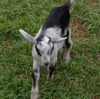Little Alpine goat