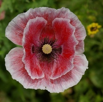Poppy close-up